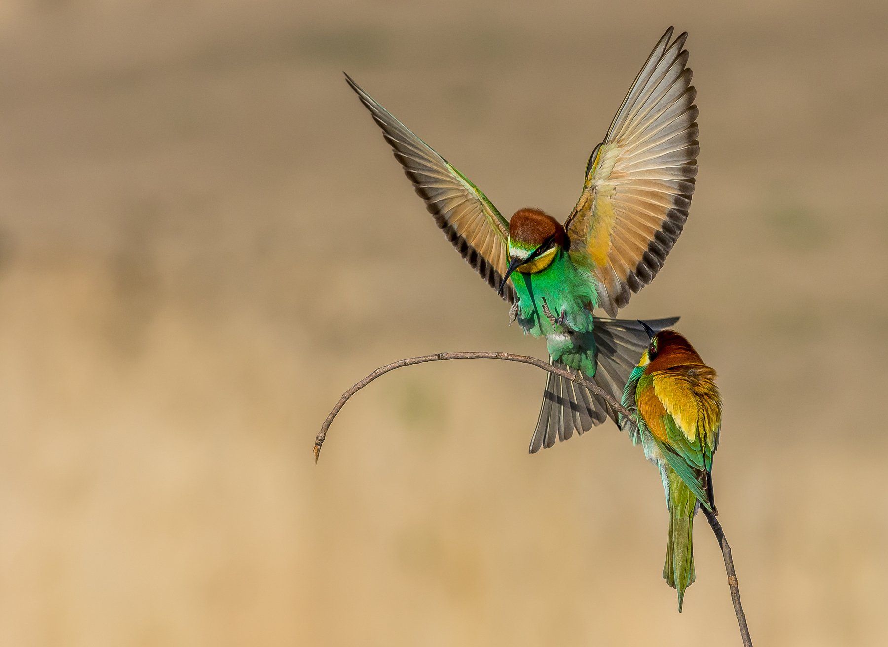 #porttait #wildlife #fly #birds #bee_eaters #family #orange #animal #nature #color, Nikolay Nikolov
