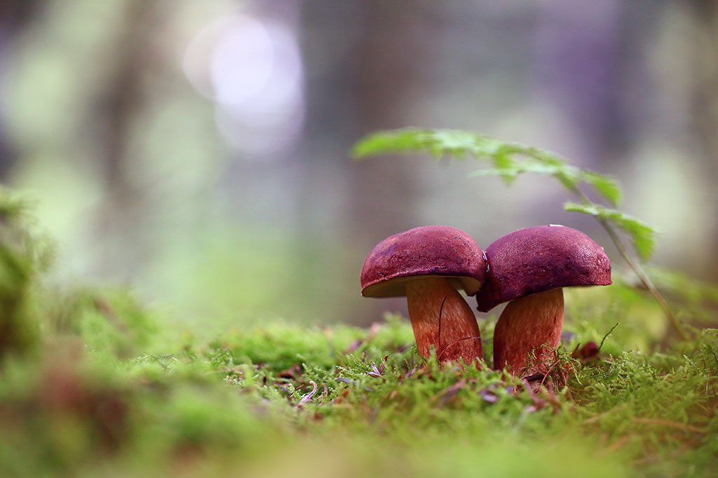 Осень,лес,грибы,мох,папоротник., Виктор Шнайдер