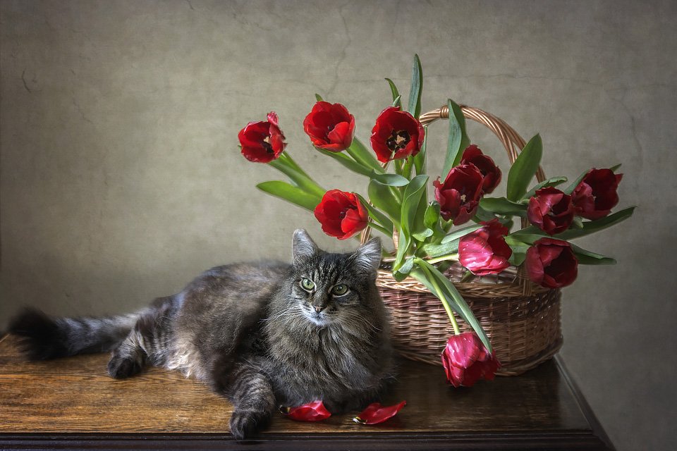 фото животных, кошки, домашние животные, кот мейсон, корзина цветов, красные тюльпаны, весна, Ирина Приходько