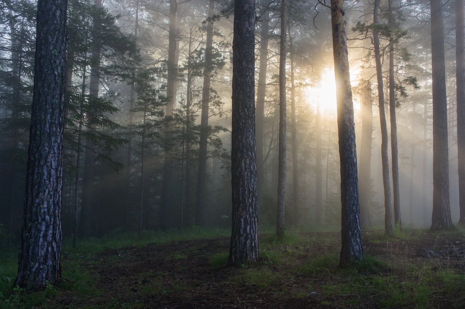 утро, туман, лес, сосна, бор, Криволуцкий Игорь