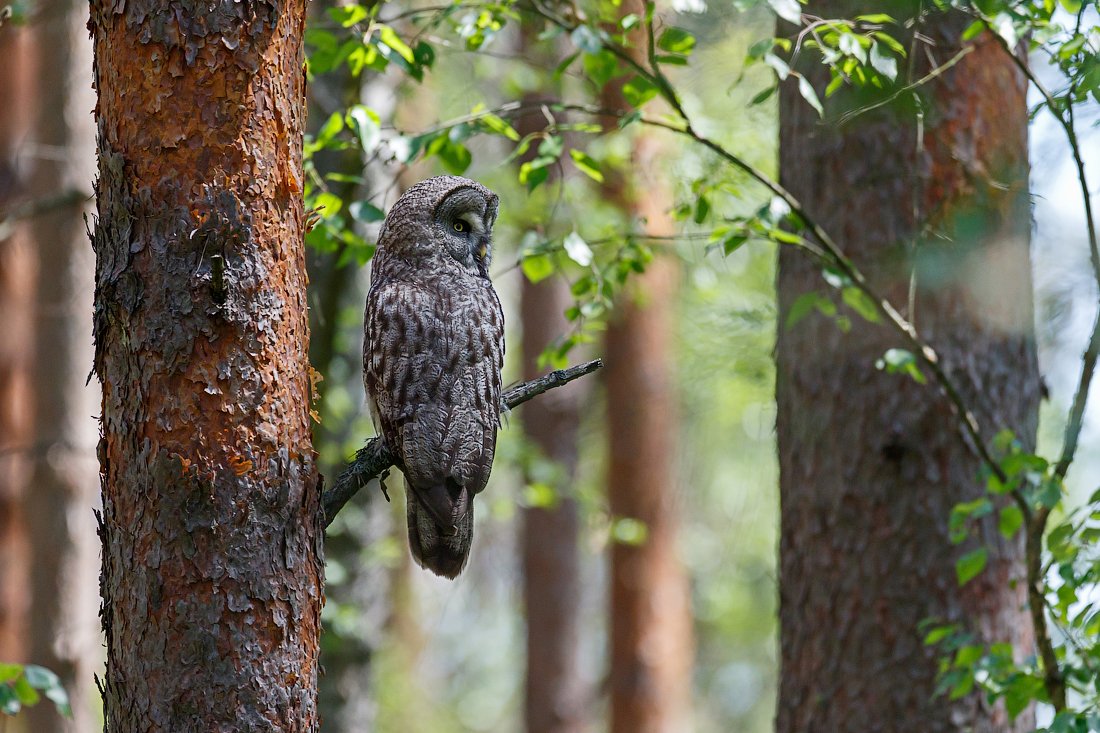 бородатая неясыть, сова, great grey owl, owl, сова, Pavel Lychkousky