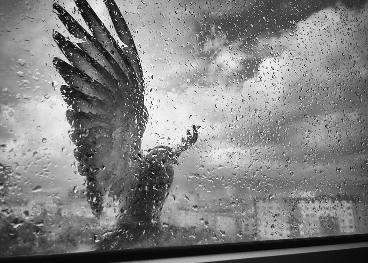 everyday,pingeon,rain,black and white, mustafa yagci