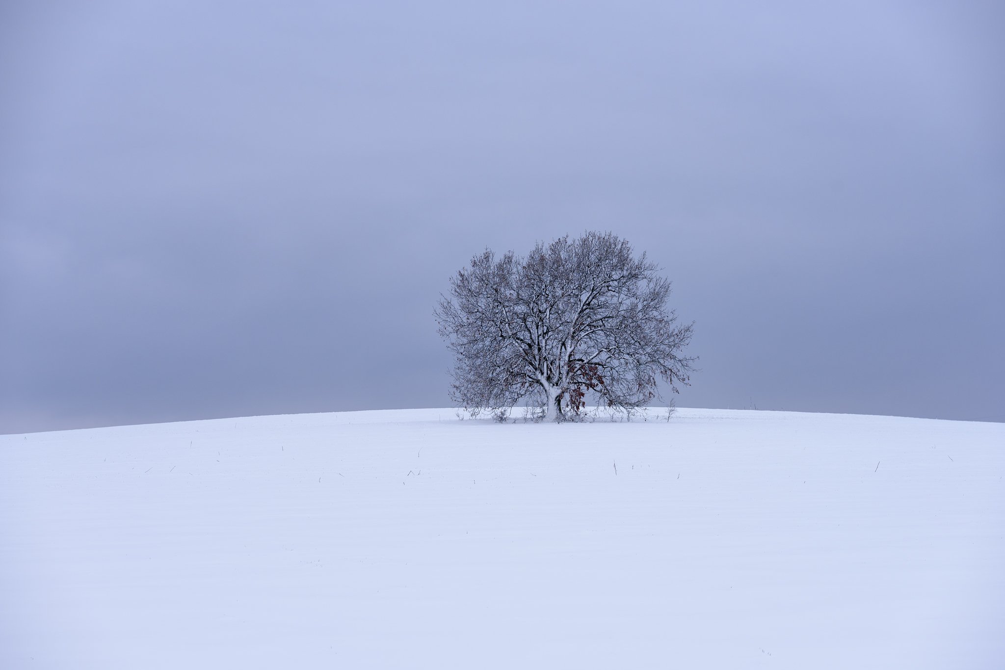 winter, snow, tree, landscape,calm, Милен Добрев