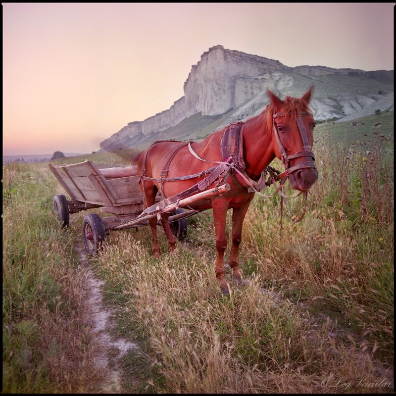 пейзаж, природа, животные, лошадь, Олег Ванилар