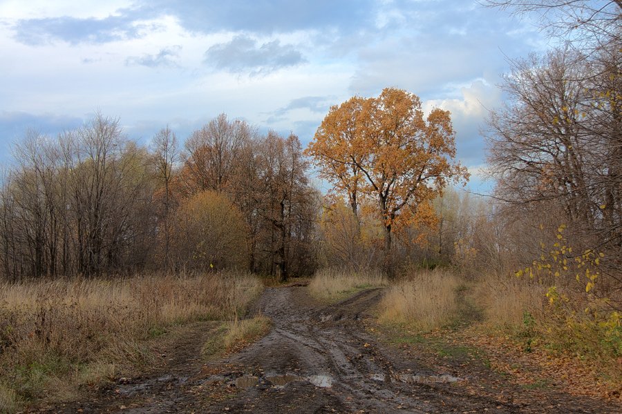 , Дмитрий Шмелёв