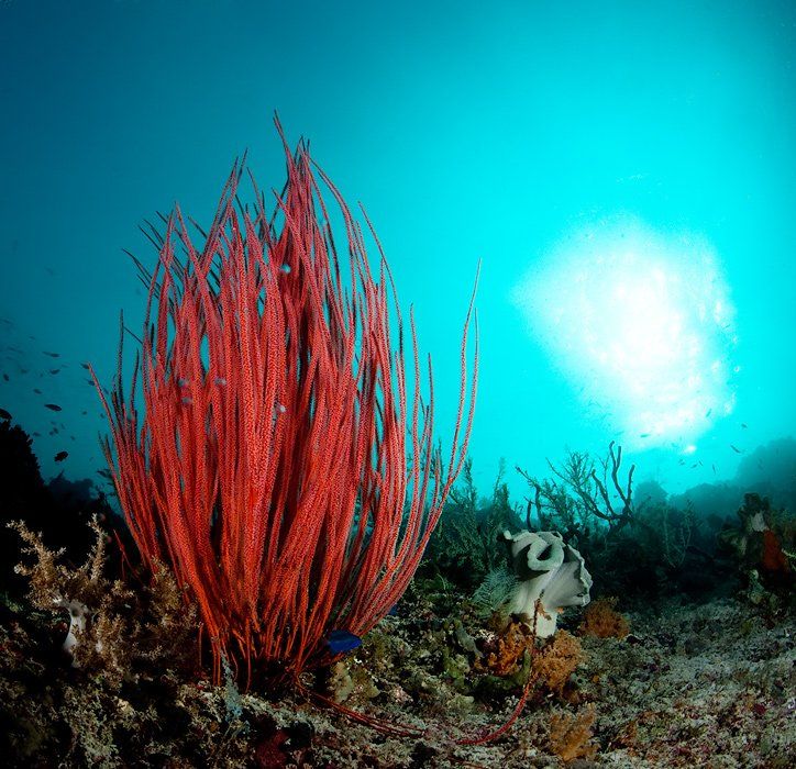 коралл, underwater, Виктор Чистов