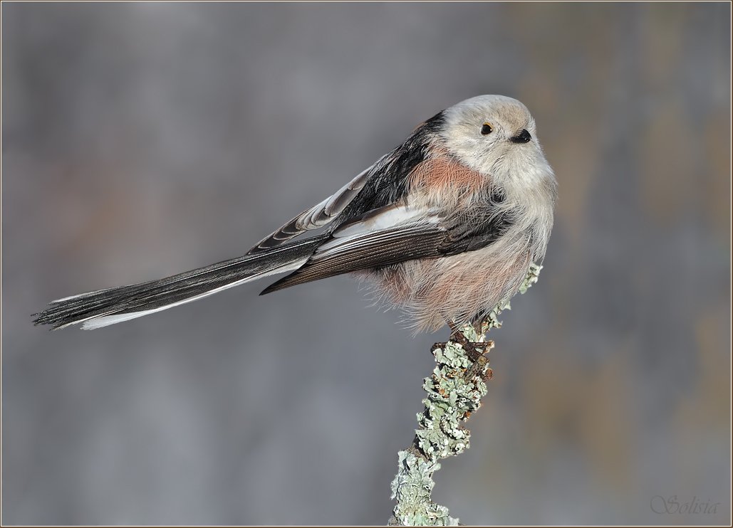 птицы, природа, зима, ополовник, длиннохвостая синица, aegithalos caudatus, Солисия