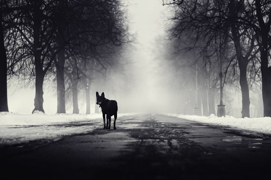 dog, fog, dmitry,alekseyev, bw, toned, road, park, Dmitry Alekseyev