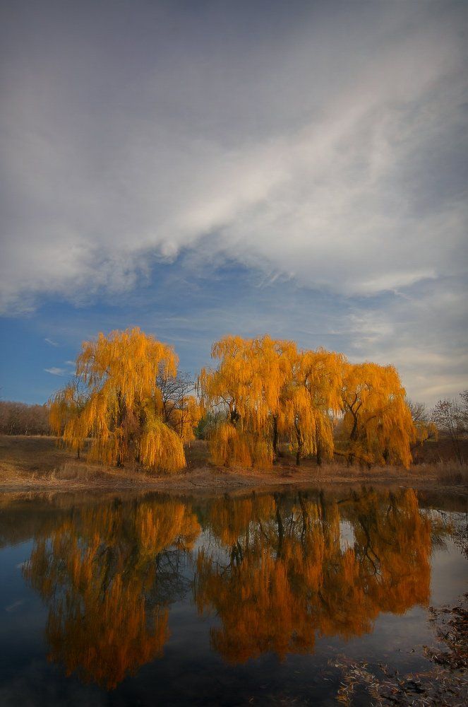 осень, ивы, вода, отражение, Петриченко Валерий