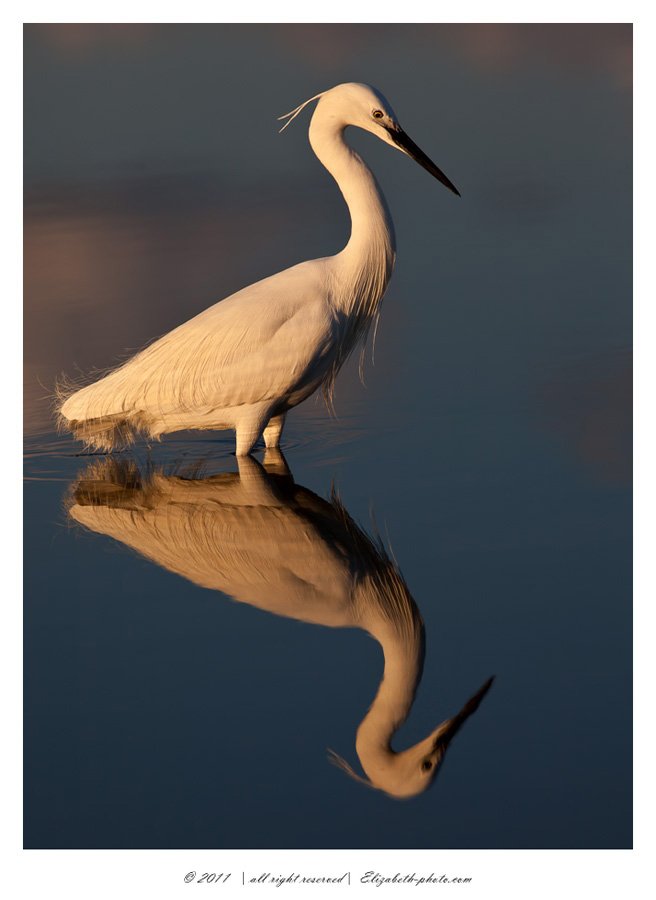 малая белая цапля, little egret, израиль, цапля, Elizabeth Etkind