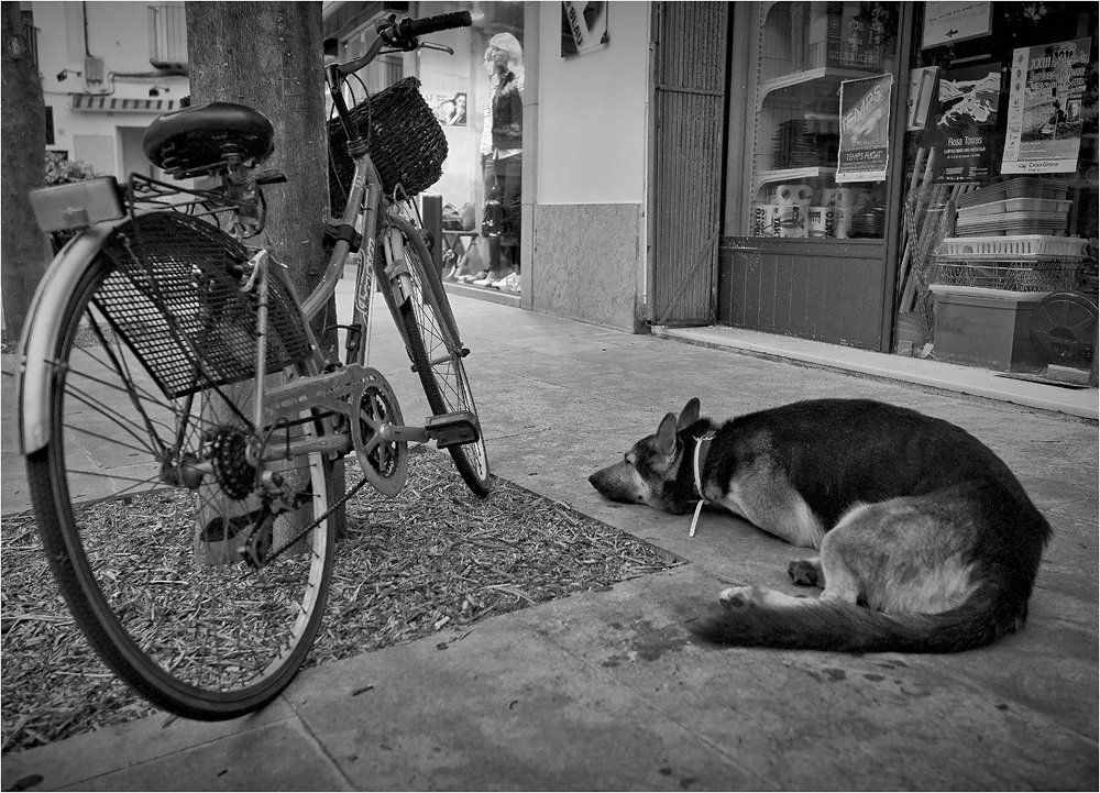 улица, велосипед, собака, ожидание, верность, Сергей Гаспарян