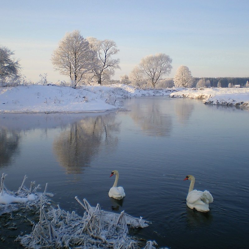 зельва, мороз, 31.12.2009, лебеди, река, ч/б, Владимир Водяницкий