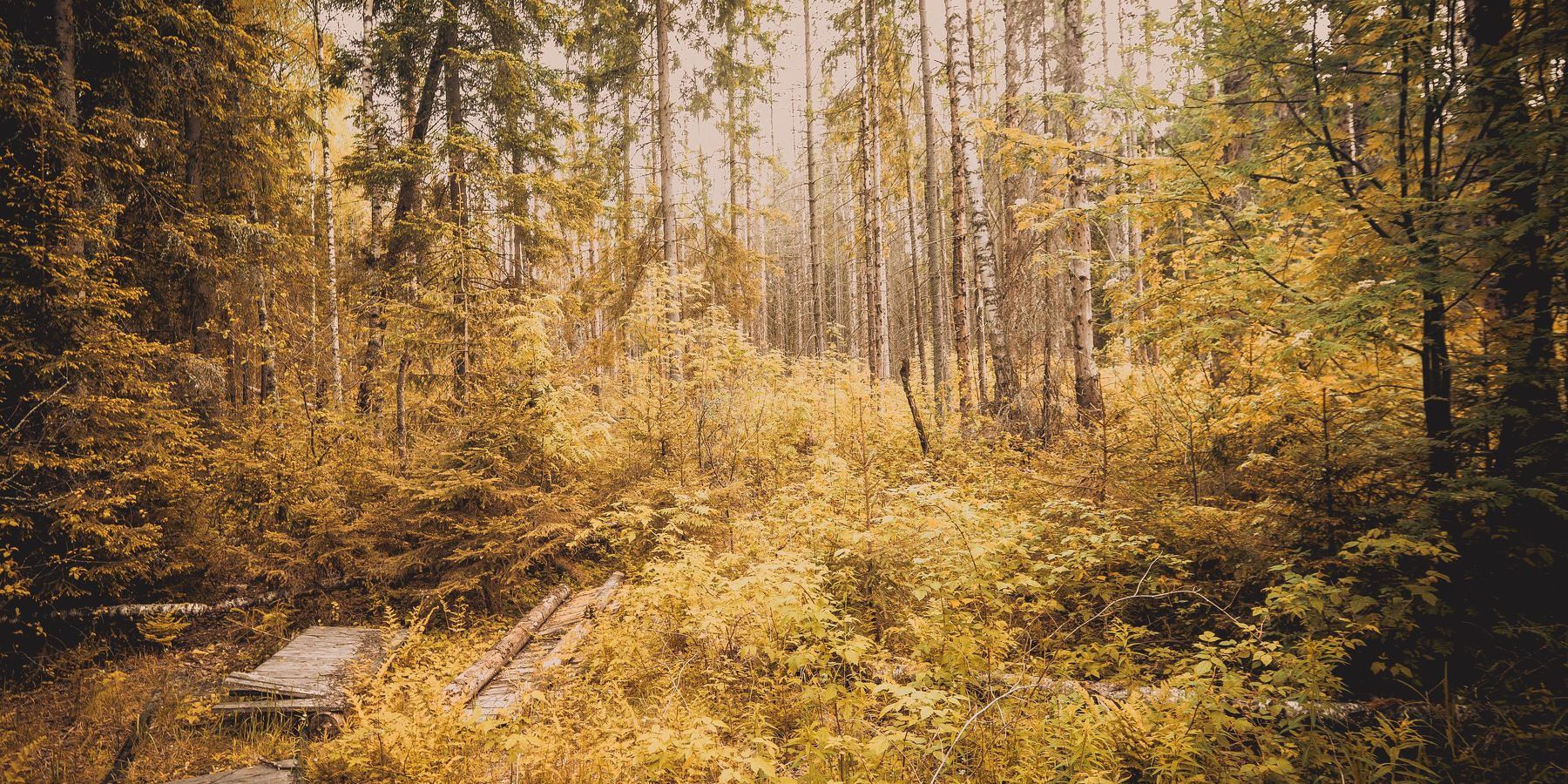деревья, пейзаж, природа, лес, Василий Шумкин