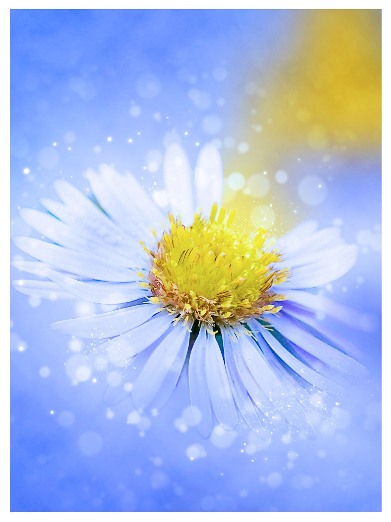 цветок, лепесток, голубой, желтый, Sergii Vidov