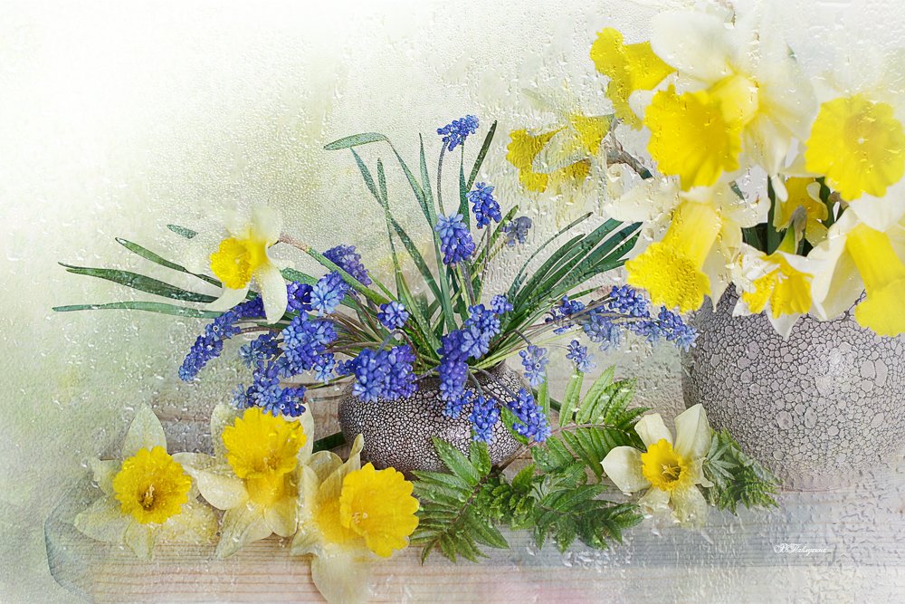 весна, перво цветы, нарциссы, натюрморт ,, Вера Александровна Павлухина