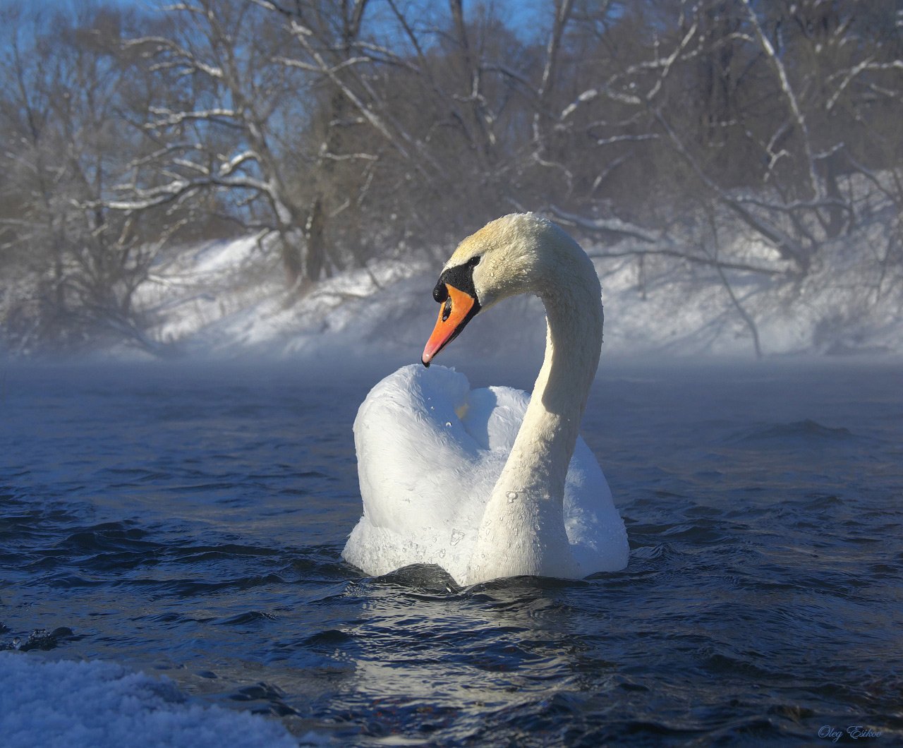 лебедь,зима,птицы, Олег Есиков