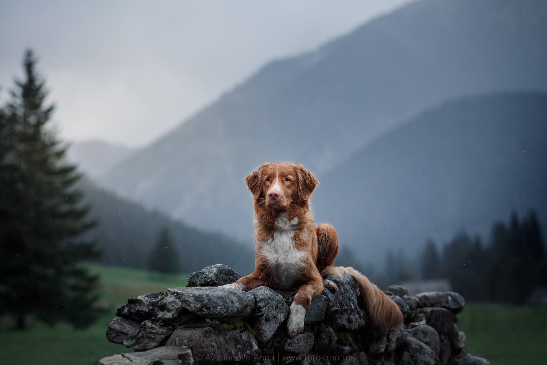 собака, горы, природа, Польша, Анна Аверьянова