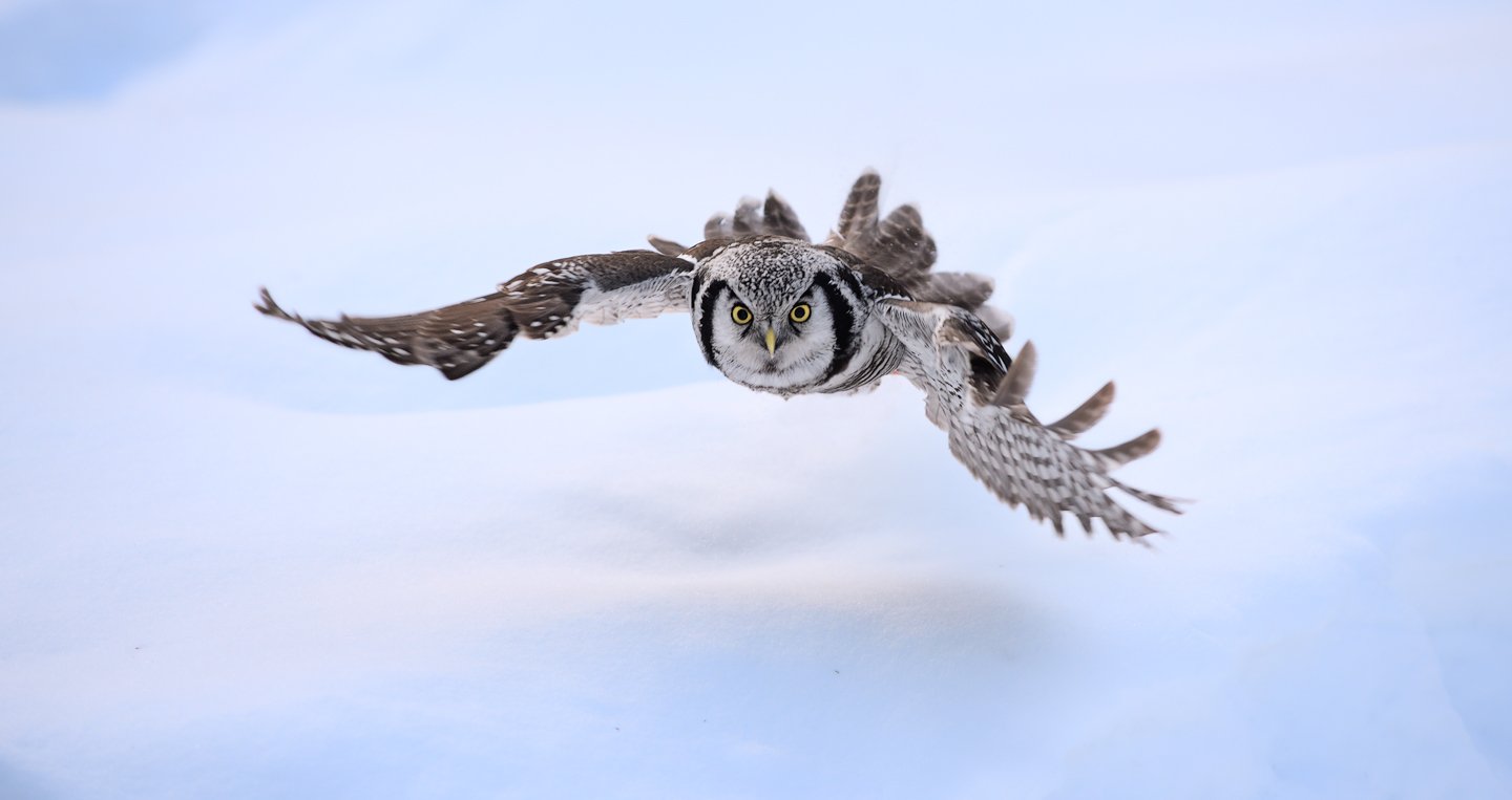 hawk owl, ястребиная сова, Igor Shilokhvost
