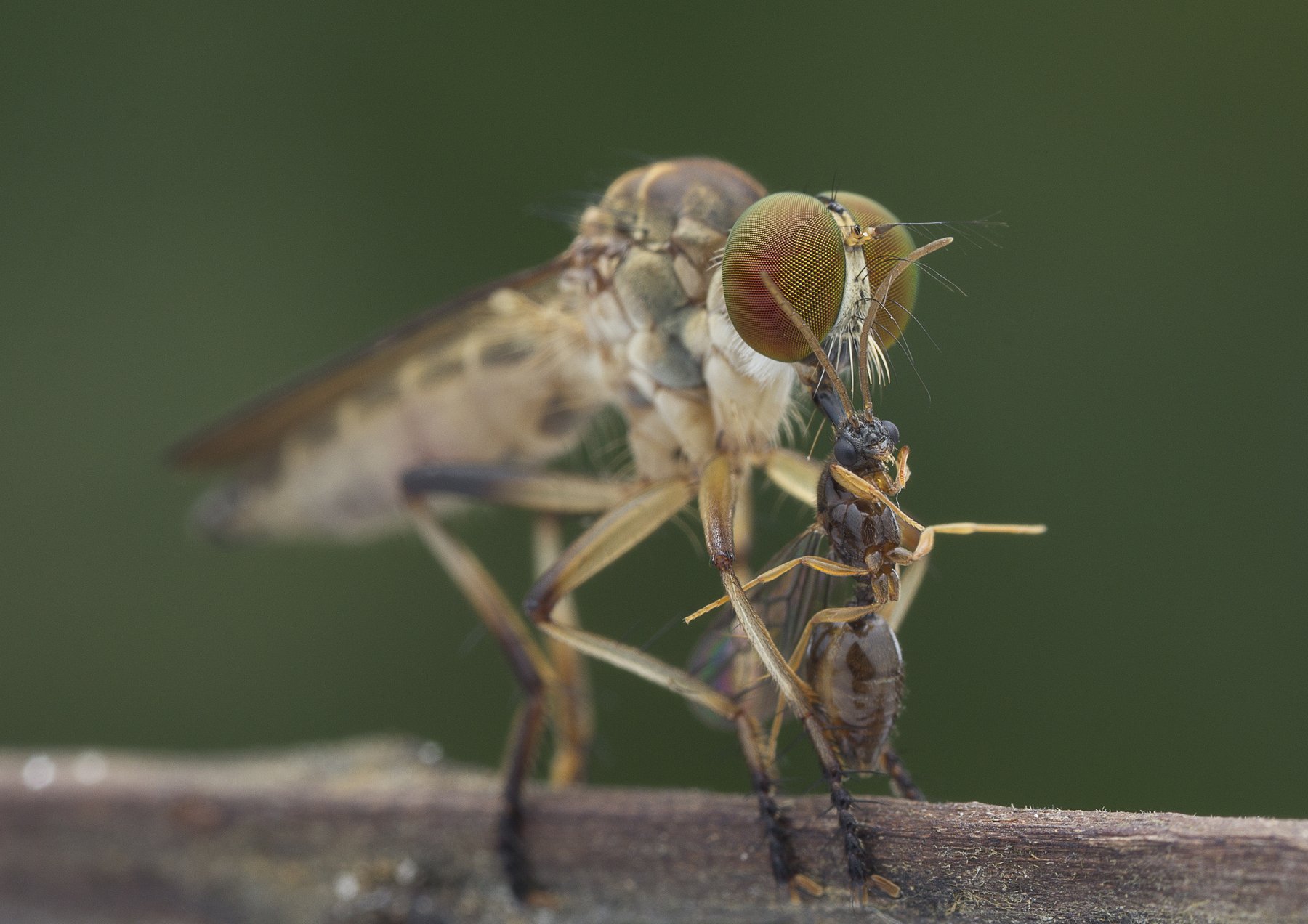 #macro#robberfly#prey#colors, Choo How Lim