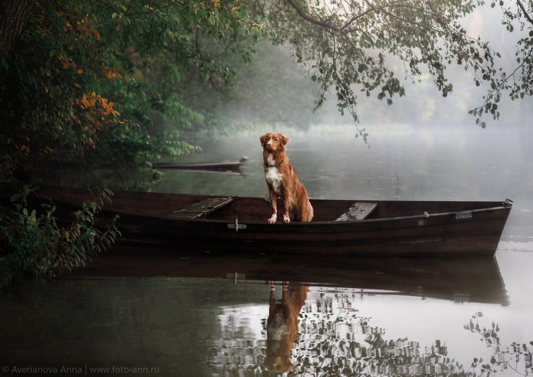 собака, природа, утро, туман, озеро, Анна Аверьянова