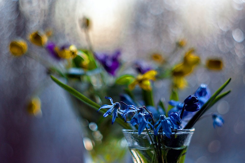 весна,этюд,взгляд,макро,цветы,первоцветы,гелиос,боке,, Марина Соколова
