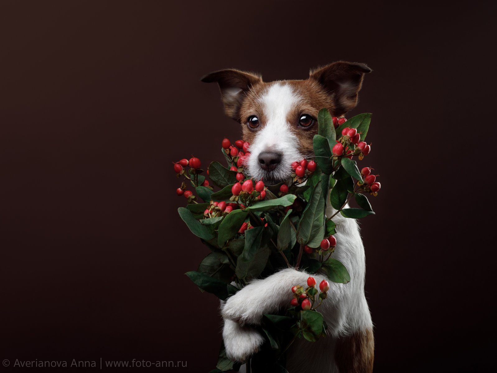 собака, цветы, Анна Аверьянова