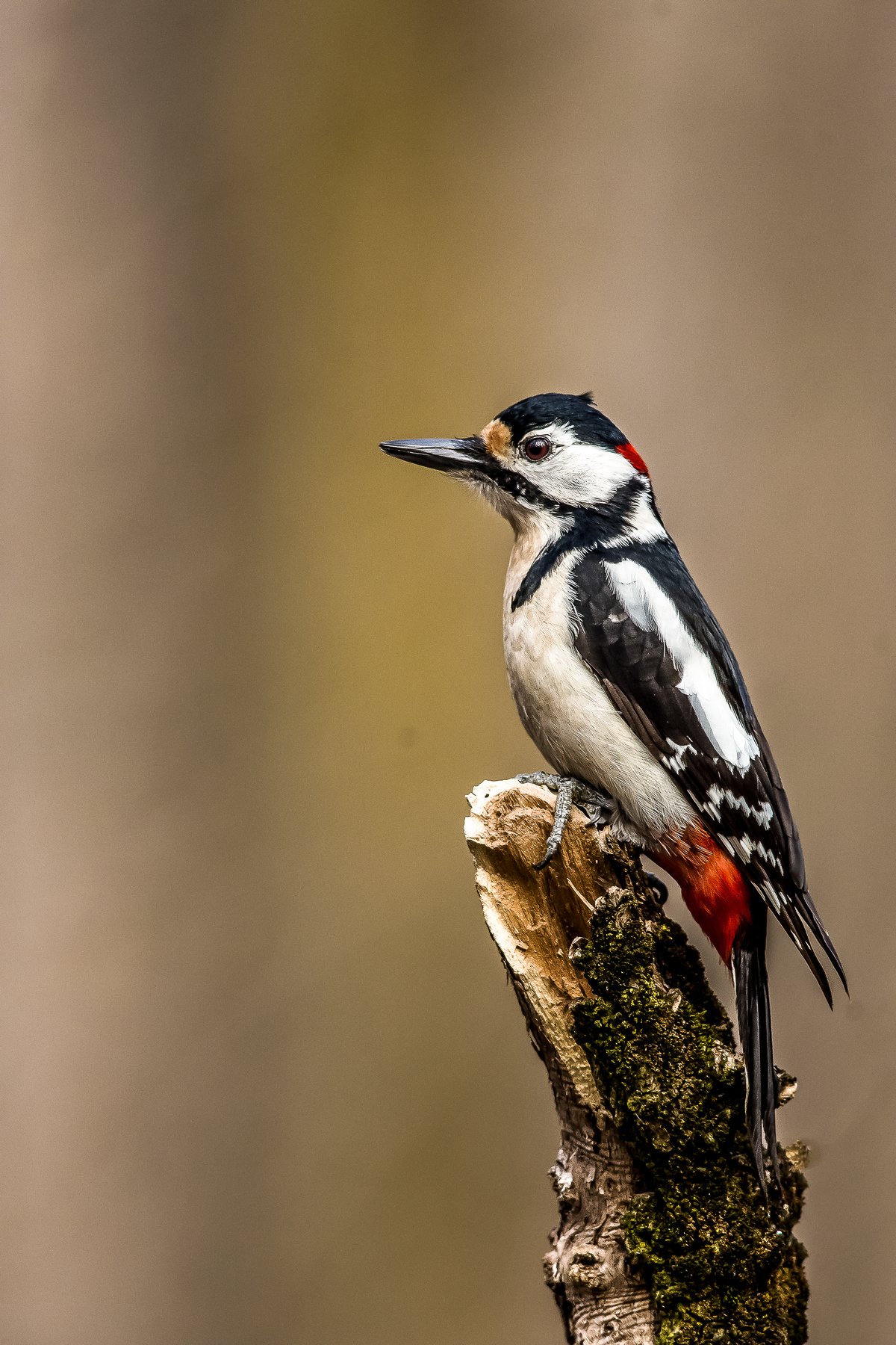 bird,nature,wildlife,woodpecker,portrait,tree,landscape,action,object,beuty, Nikolay Nikolov