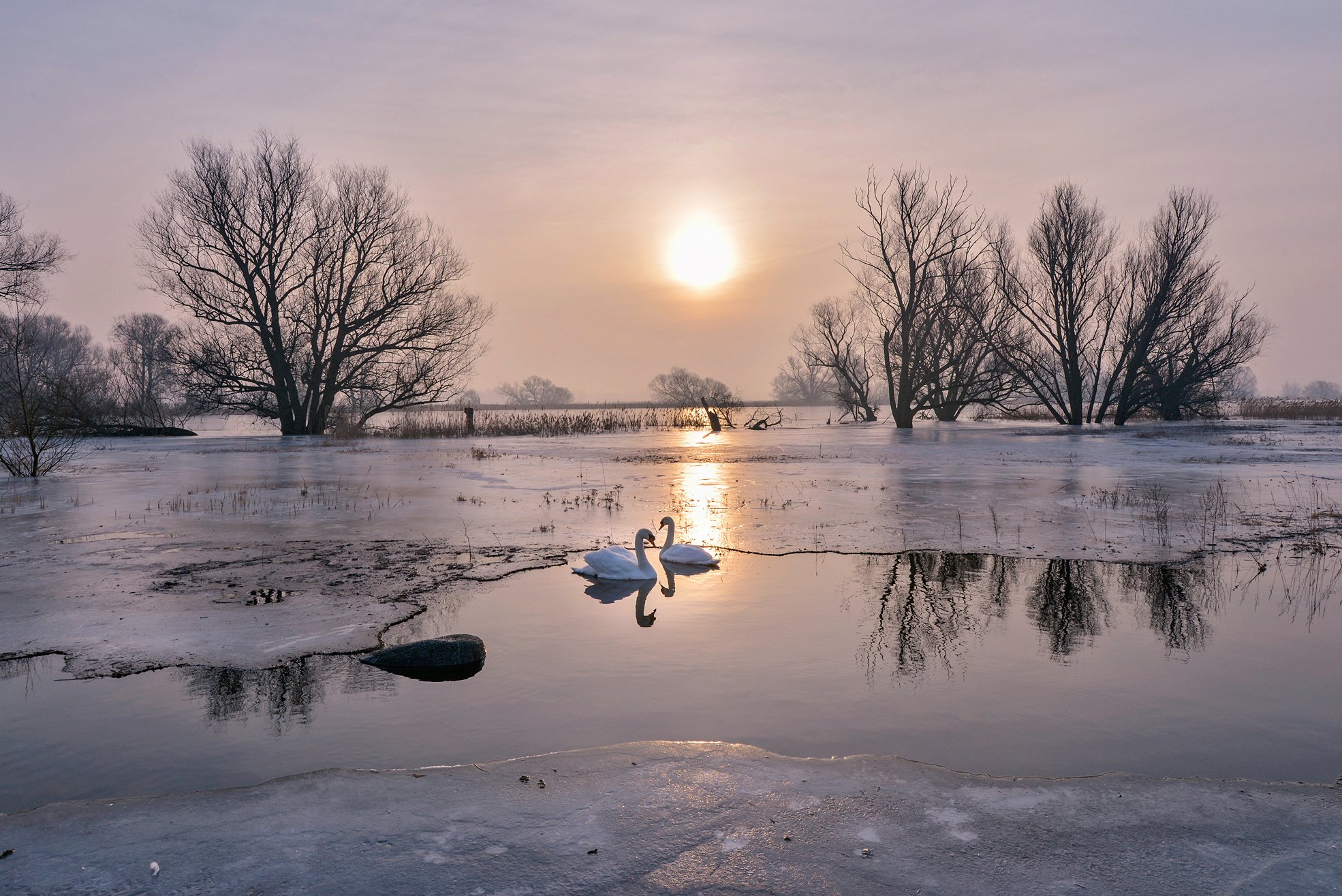 courting swans ice lake winter sun sunrise love together trees water, Radoslaw Dranikowski