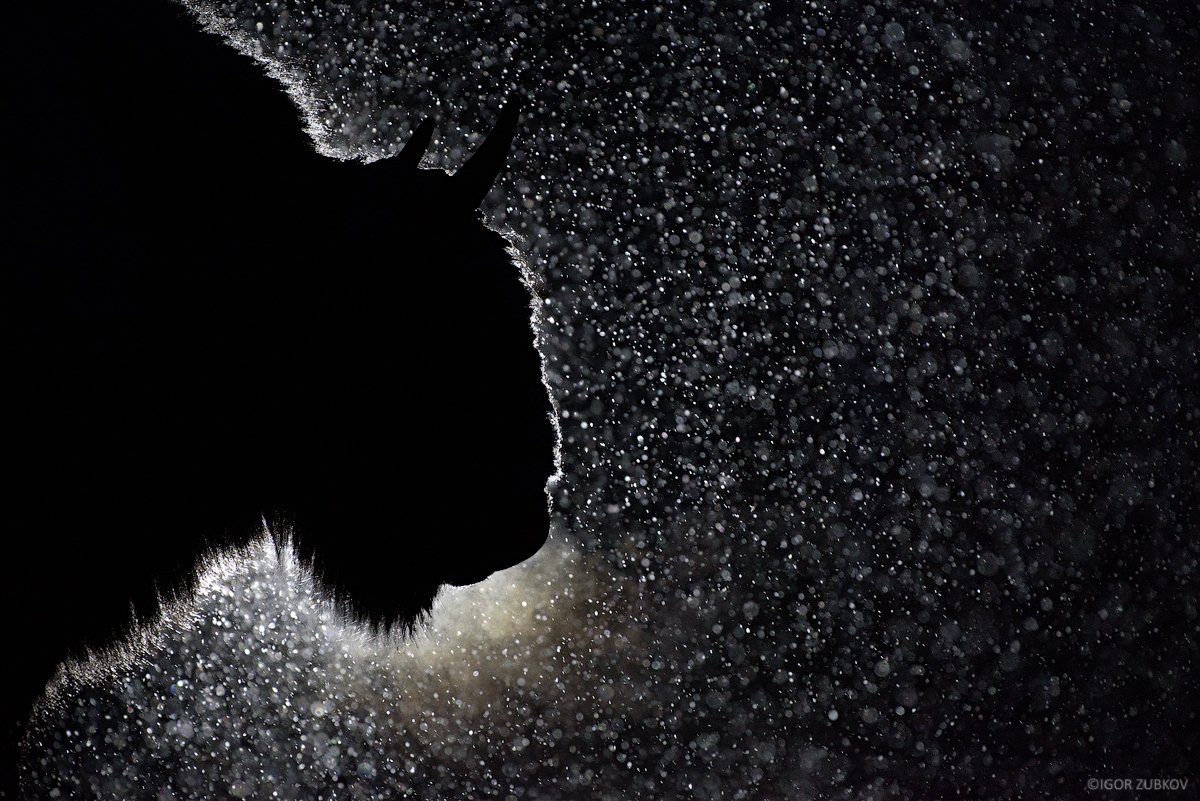 зубр, метель, снег, ночь, калужские засеки, european bison, bison, night, snow, дыхание, Игорь Зубков