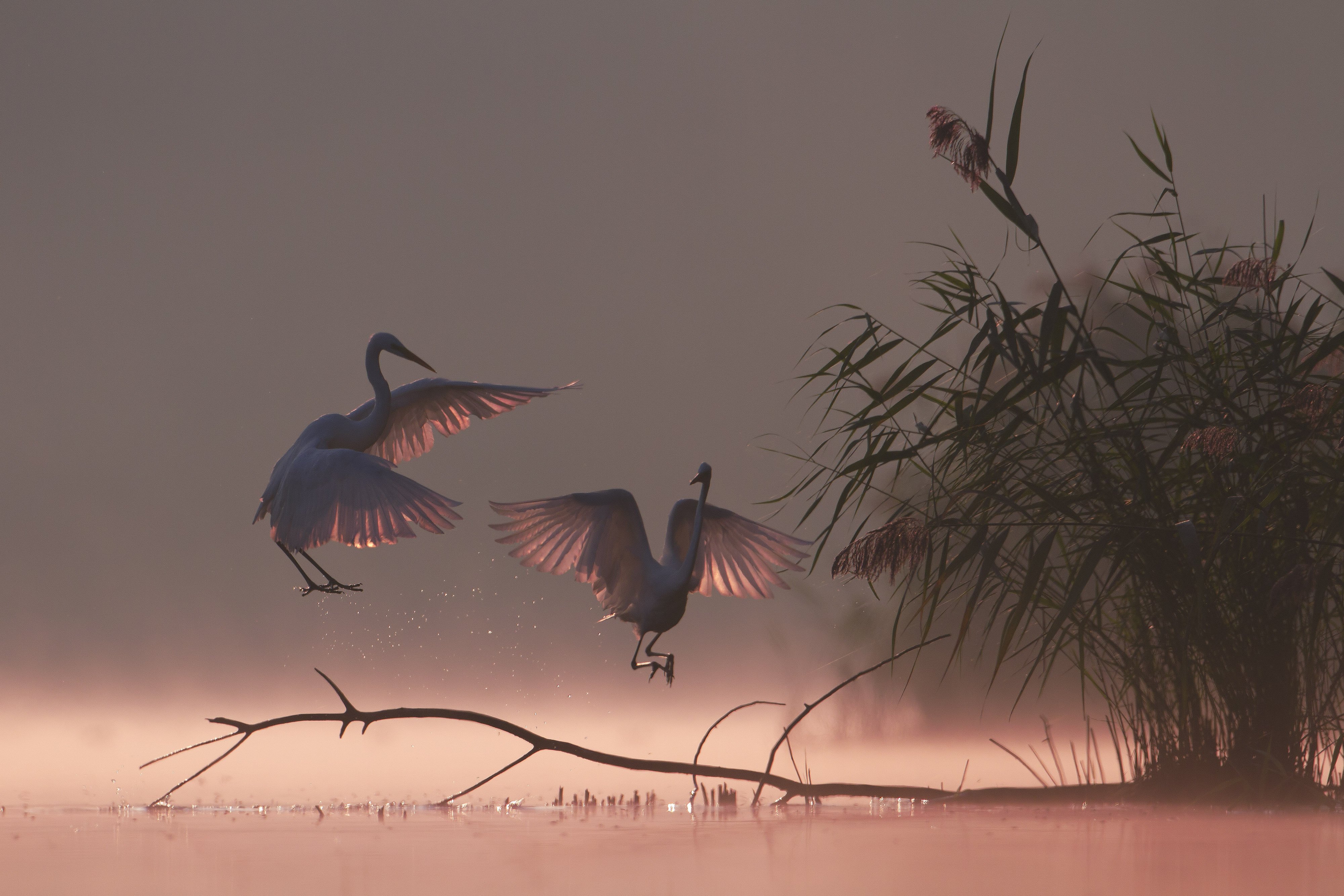 great egret, mist, sunrise, pond, nature, wildlife, morning, Grzegorz Zimny