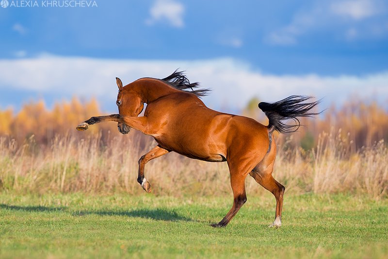животное, лошадь, природа, осень, экспрессия, движение, Алексия Хрущева