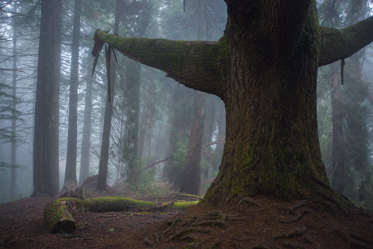 tree, misty, fog, туман, дерево, мох, мадейра, madeira, forest, лес, таинственный, Sergey B.