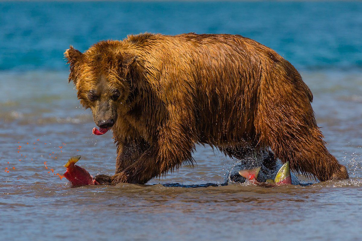 Камчатка, медведь, лосось, природа, путешествие, животные, , Денис Будьков