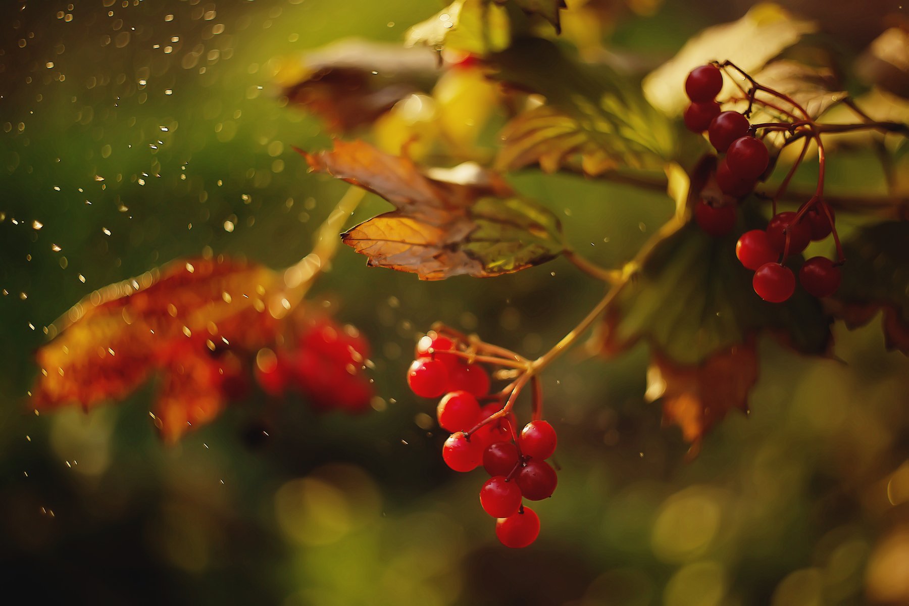bokeh berries macro bokehful sunlight, Анастасия Колесникова