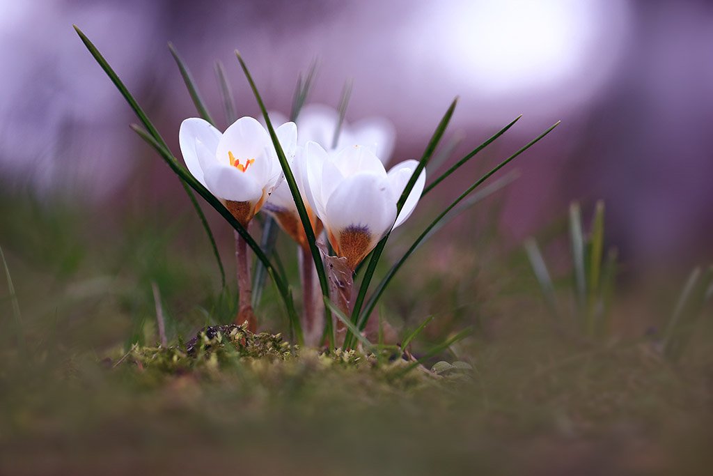 Крокус,цветы,весна,парк., Виктор Шнайдер
