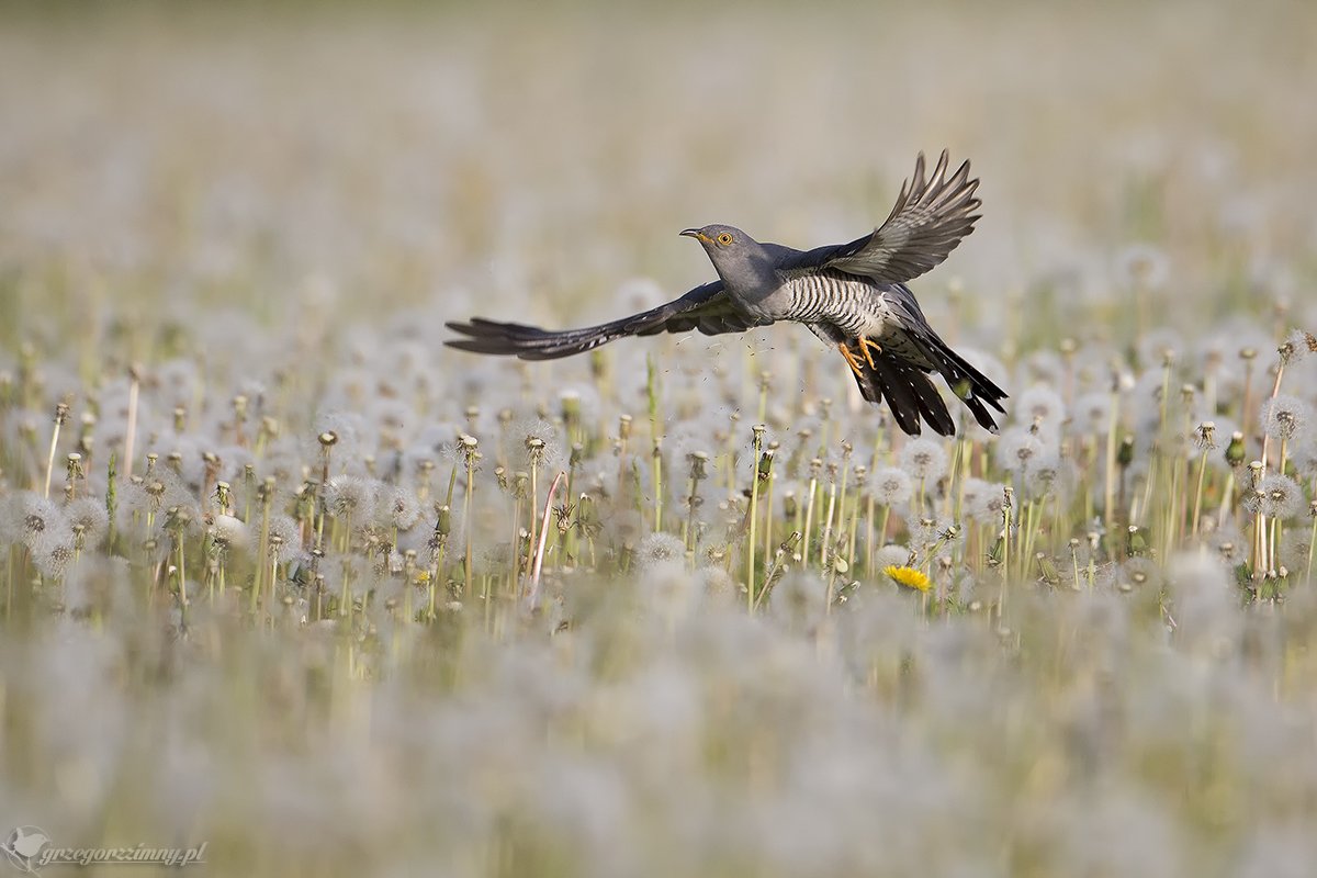 cuckoo, Grzegorz Zimny