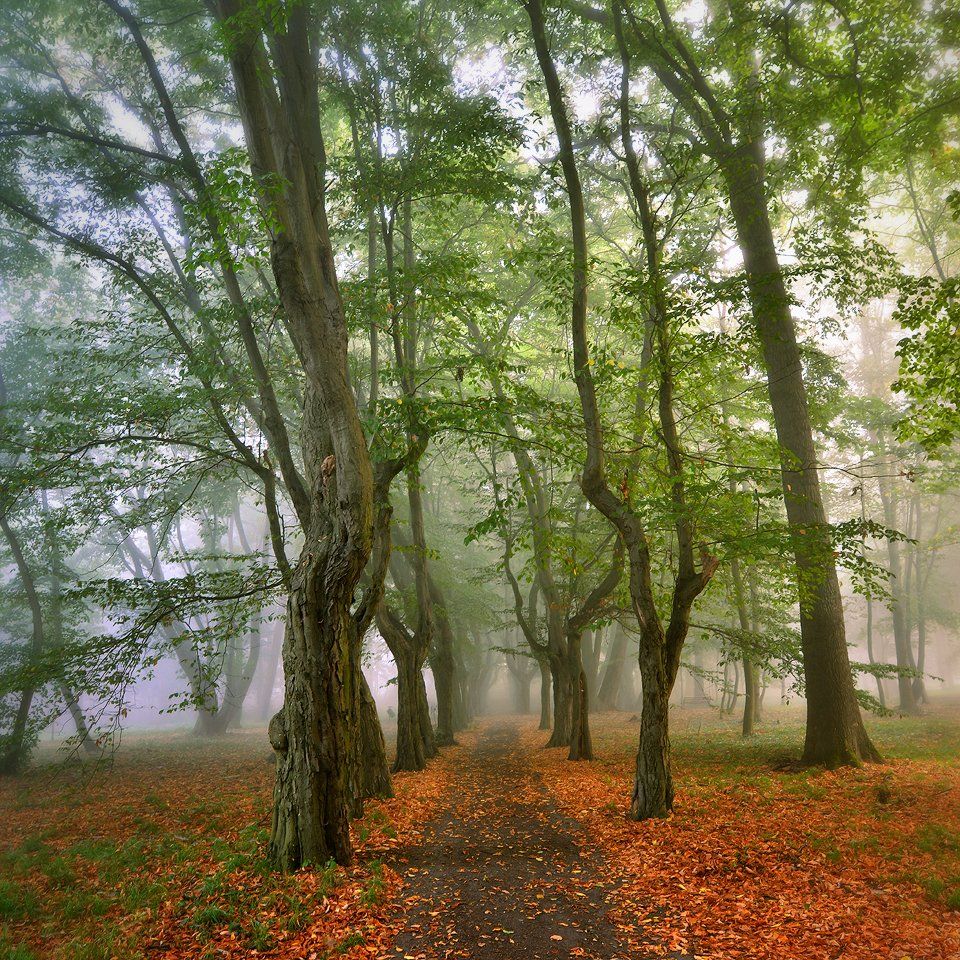 парк park path autumn spring tree trees poland dranikowski mist magic foggy green, Radoslaw Dranikowski