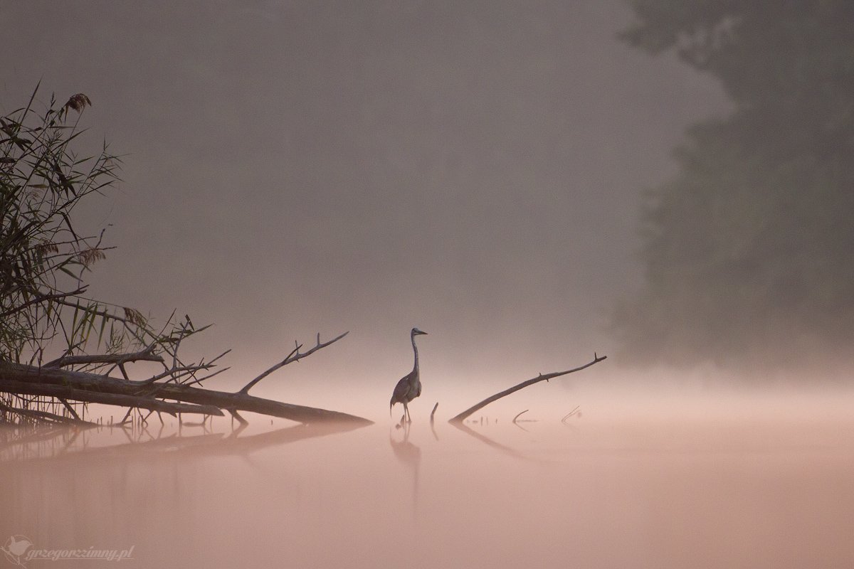 great egret, mist, sunrise, pond, nature, wildlife, morning, Grzegorz Zimny