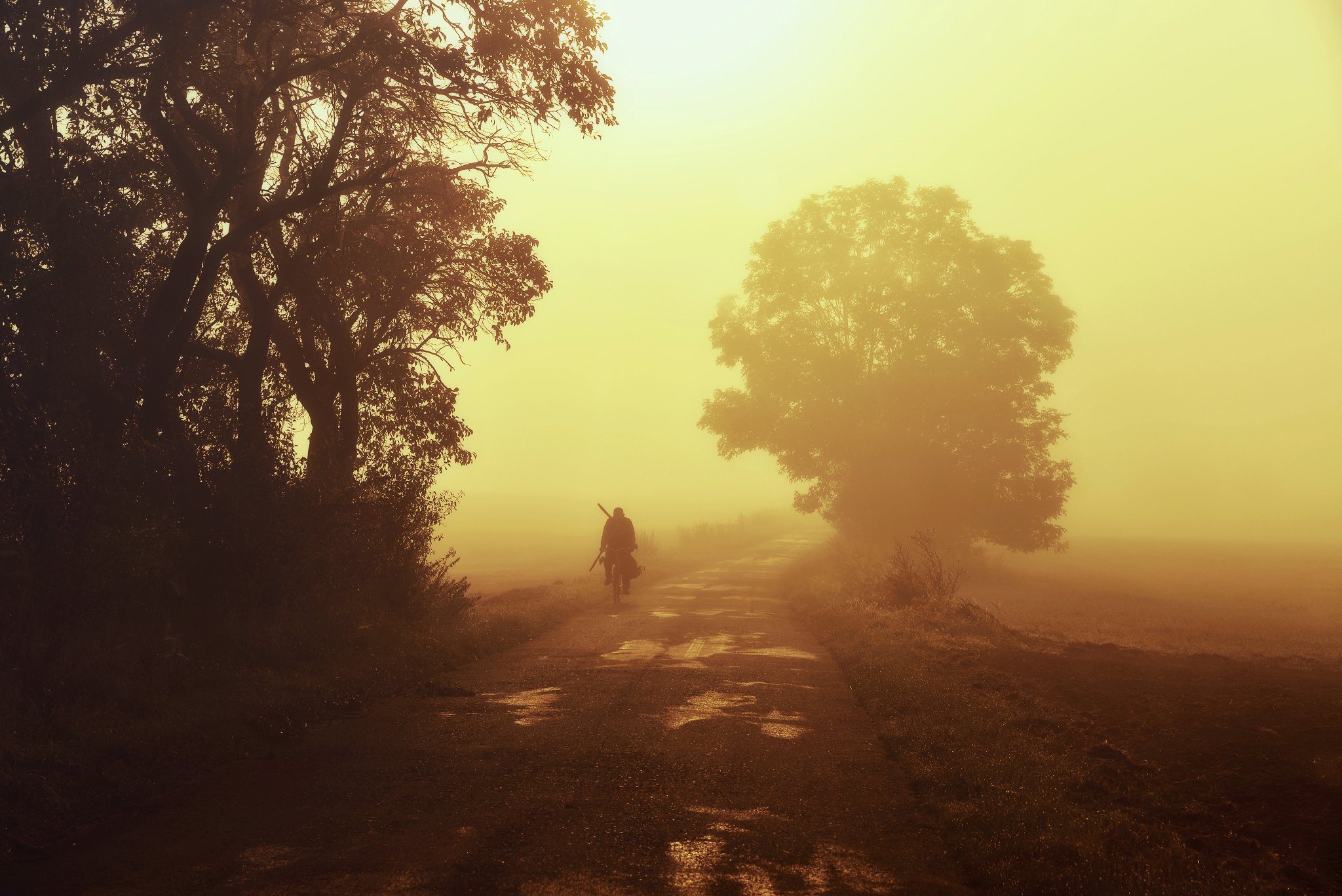 angler morning sun mist foggy road trees poranek рыболовец утреннем солнце, Radoslaw Dranikowski