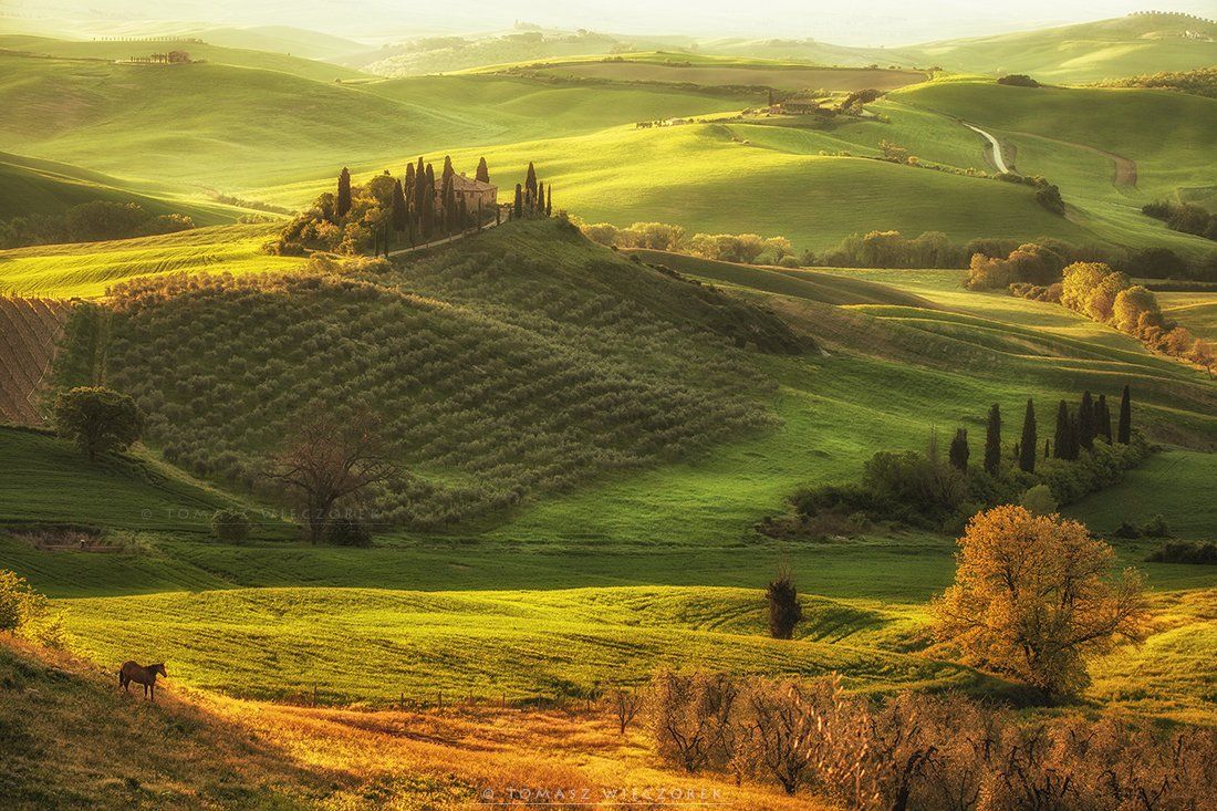 italia, italy, tuscany, belvedere, spring, light, sunrise, horse, green, colours, shadow, landscape, beautiful, Tomasz Wieczorek