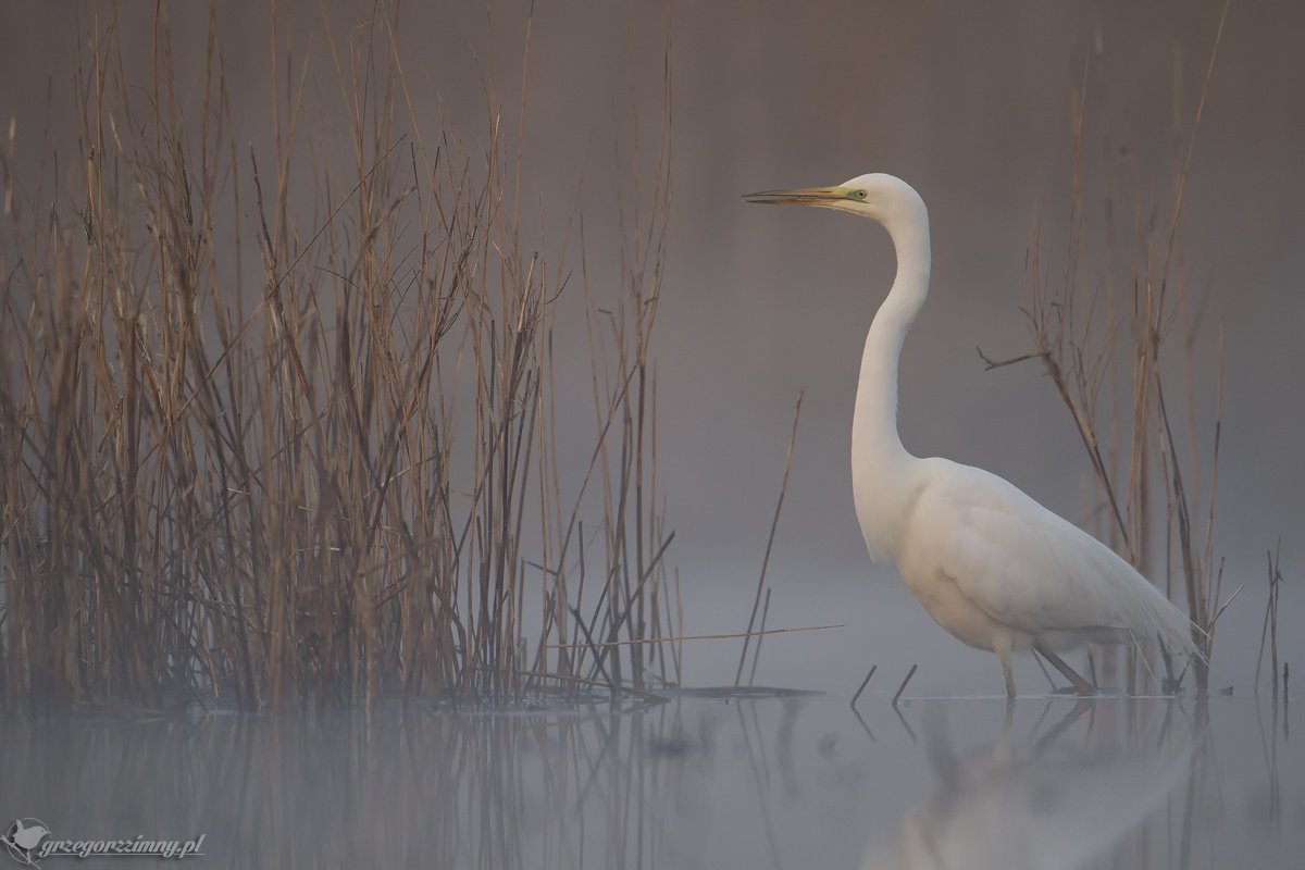 great egret, mist, sunrise, pond, nature, wildlife, morning, Grzegorz Zimny