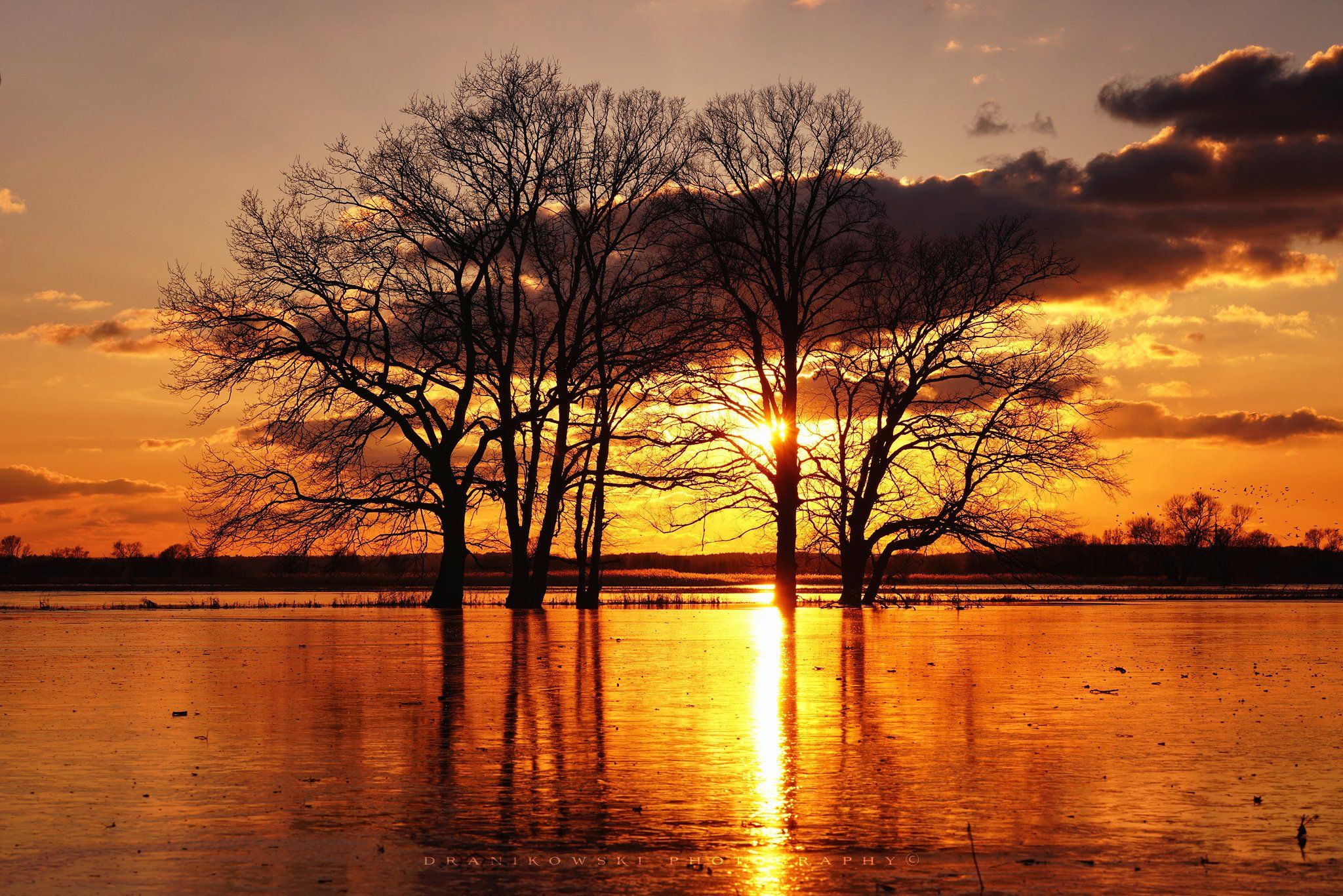golden sunset sun water trees odra river poland light mirror clouds, Radoslaw Dranikowski