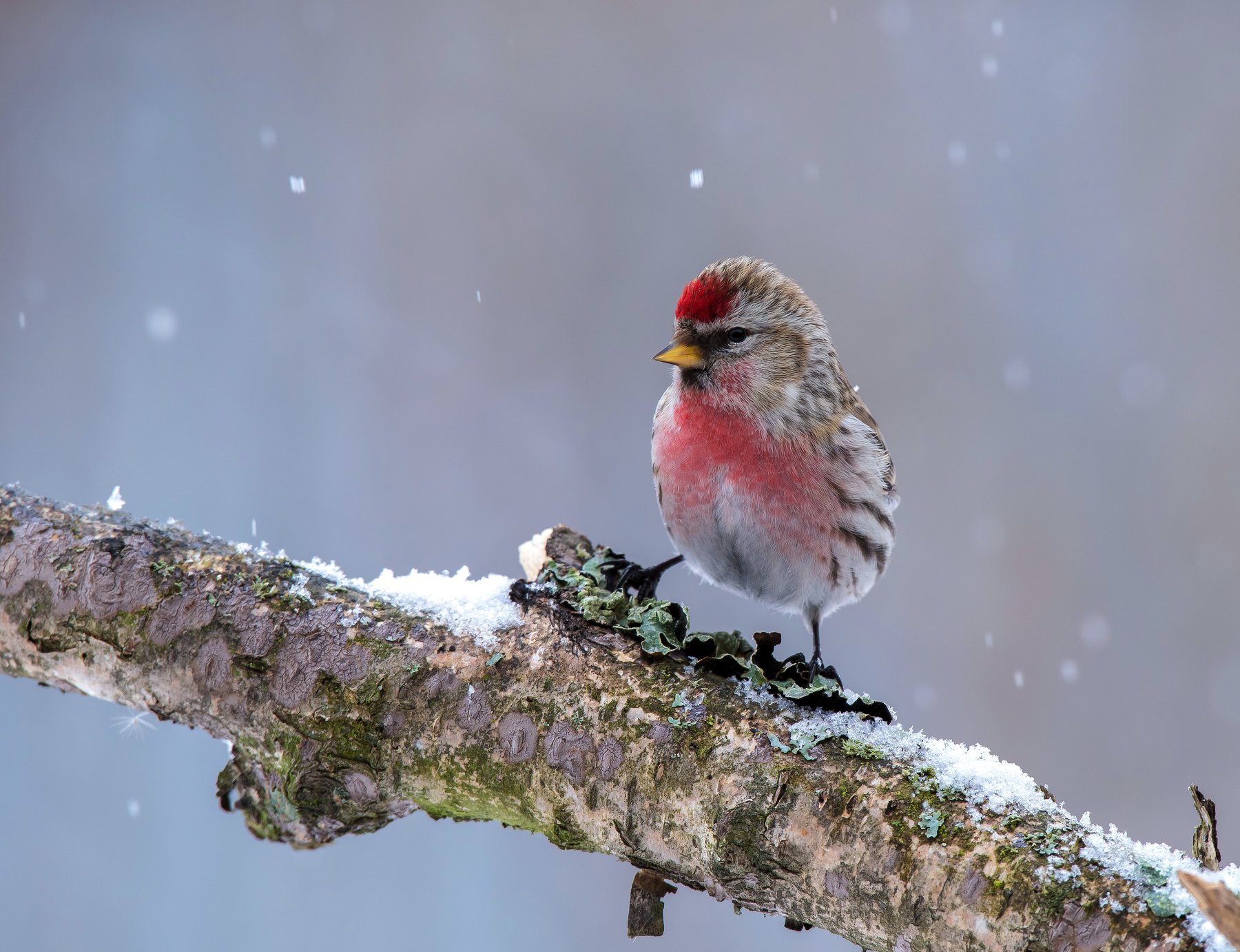 птицы,природа,зима,, Андрей Киселёв