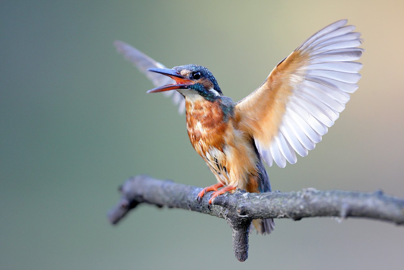 kingfisher, Adam Fichna
