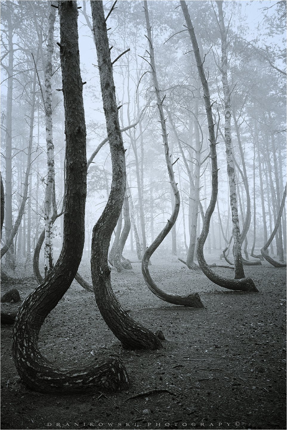 crooked forest mist magic poland dranikowski las trees foggy bw wood tree, Radoslaw Dranikowski