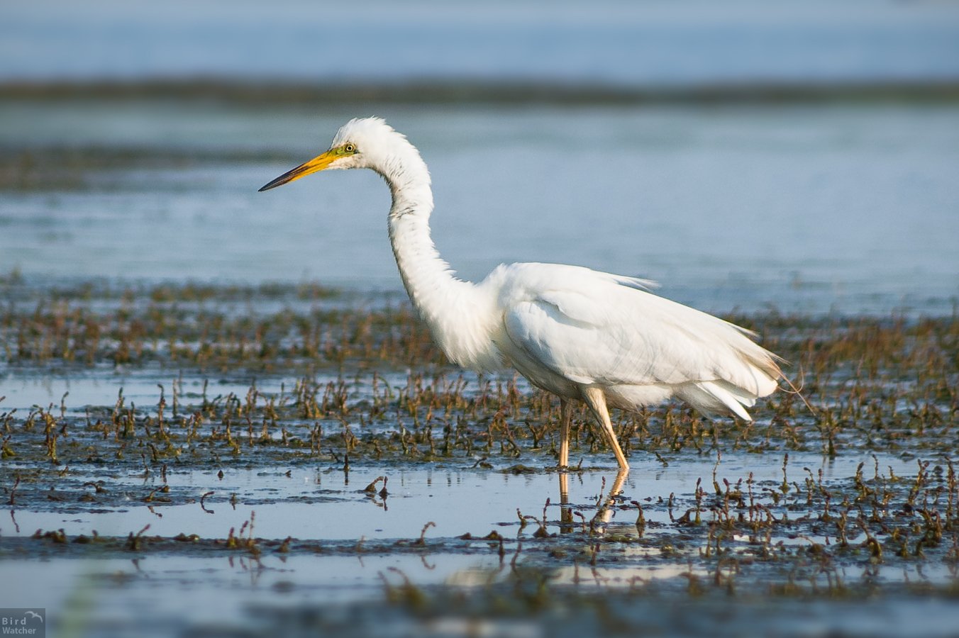 Ardea alba, bird, birds, nature, природа, птицы, белая цапля, birdwatcher, Great egret, Bird Watcher