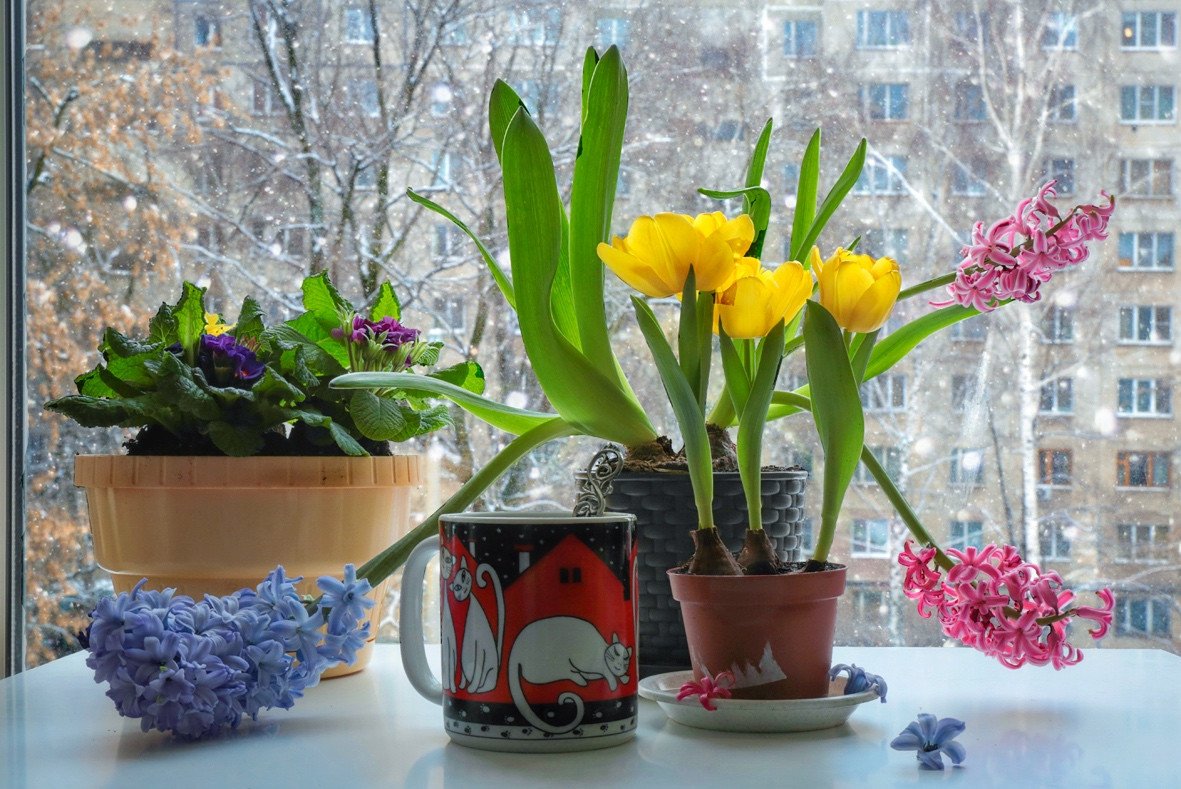 коты,цветы,натюрморт,весна,зима,, Zadorina Svetlana