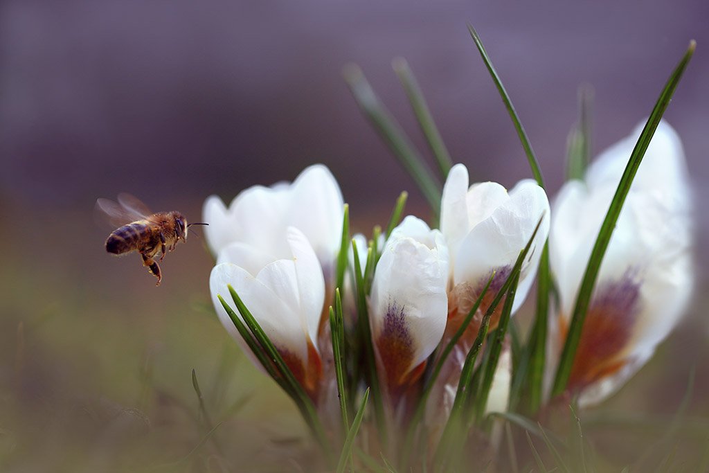 Парк,весна,крокус,пчела,полет., Виктор Шнайдер