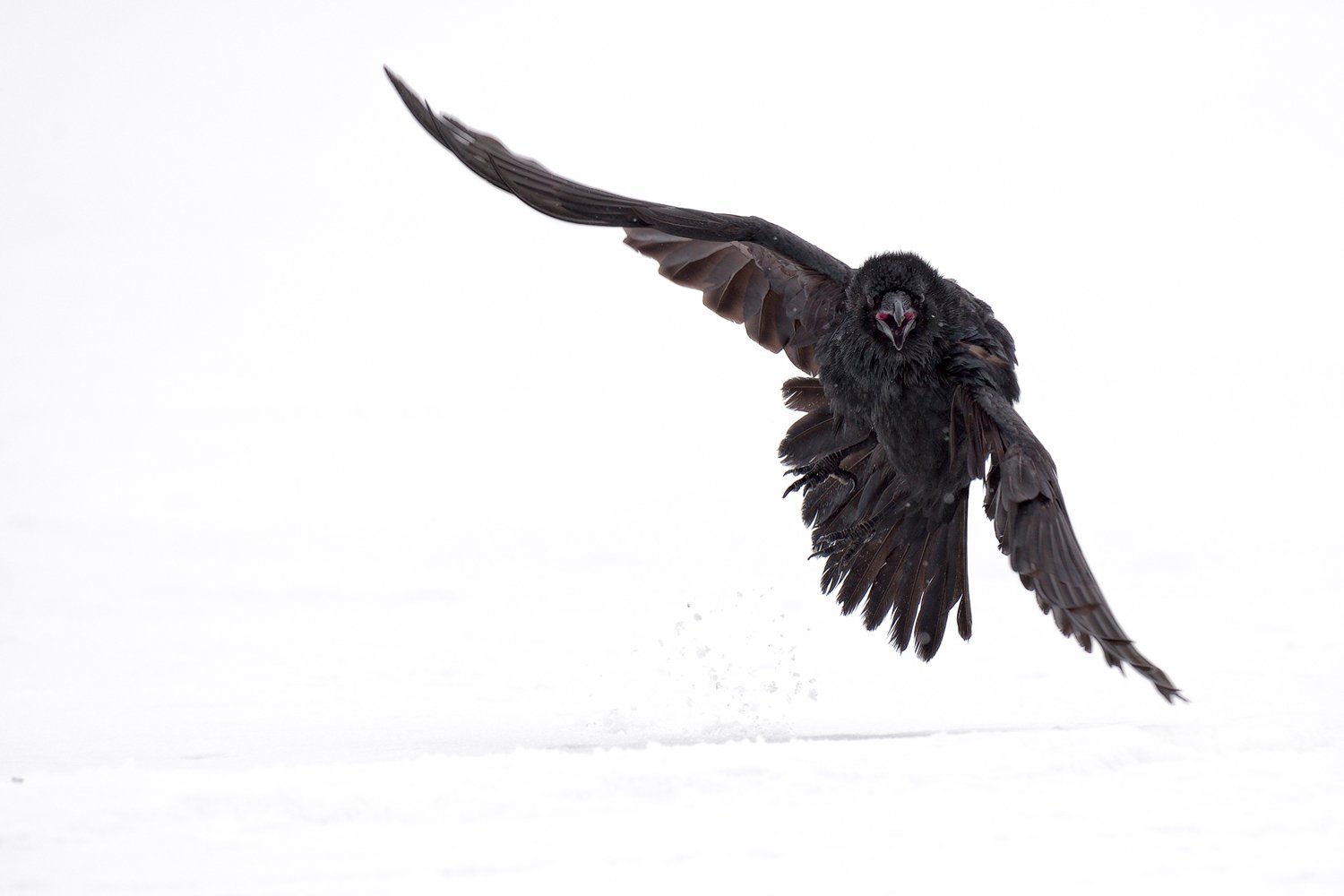 raven, черный ворон, Igor Shilokhvost