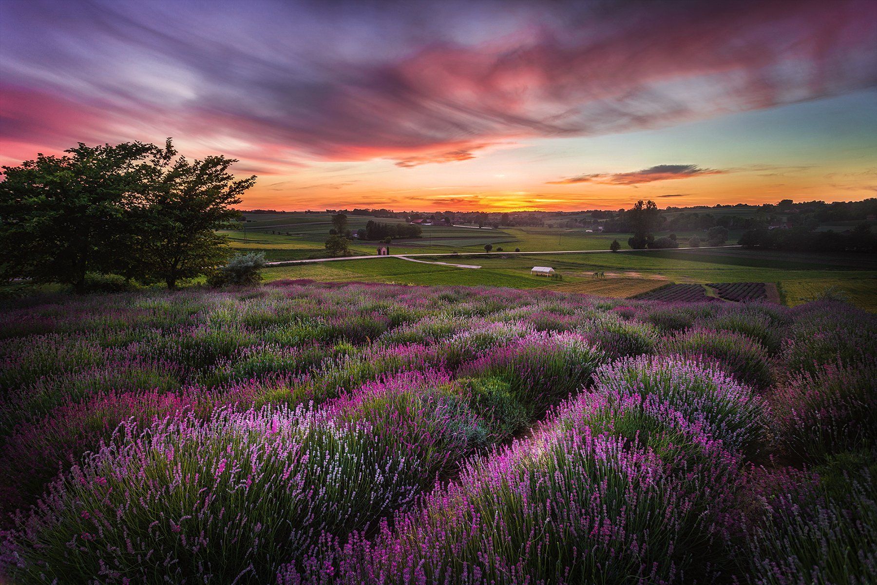 field, lavender, sunset, sunrise, Poland, bushes, Poland, garden, , Patrycja Towarek
